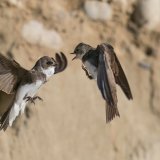 L'hirondelle de rivage est la plus petite d'Europe. En Suisse, il s'agit de la préserver grâce notamment à des remblais artificiels de sable, explique BirdLife Suisse. (archives) Keystone/Burkhardt Marcel, ornifoto.ch/Burkhardt Marcel